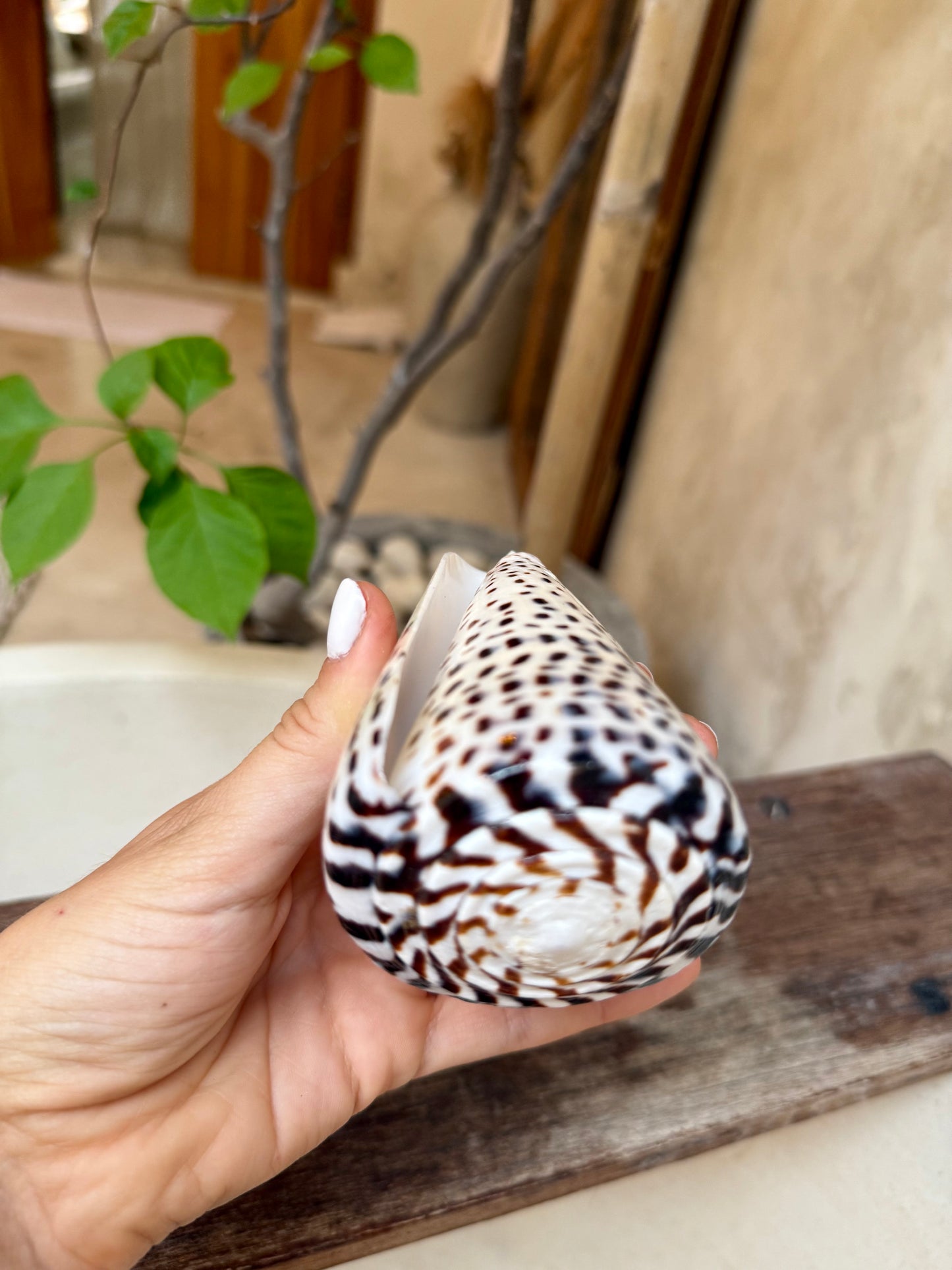 Coquillage Conus Leopardus – coquillage conique naturel tacheté