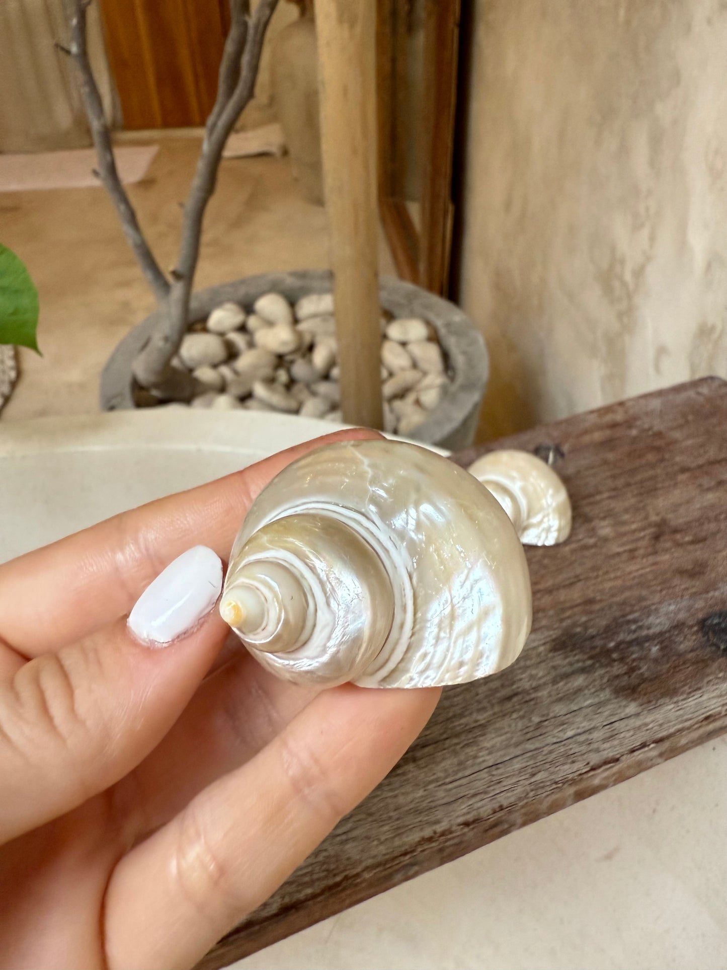 Coquillage Turbo blanc nacré – coquillage naturel Telempu Putih