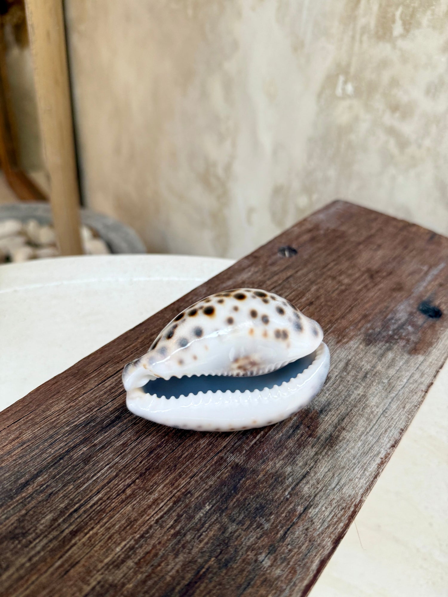 Coquillages décoratifs