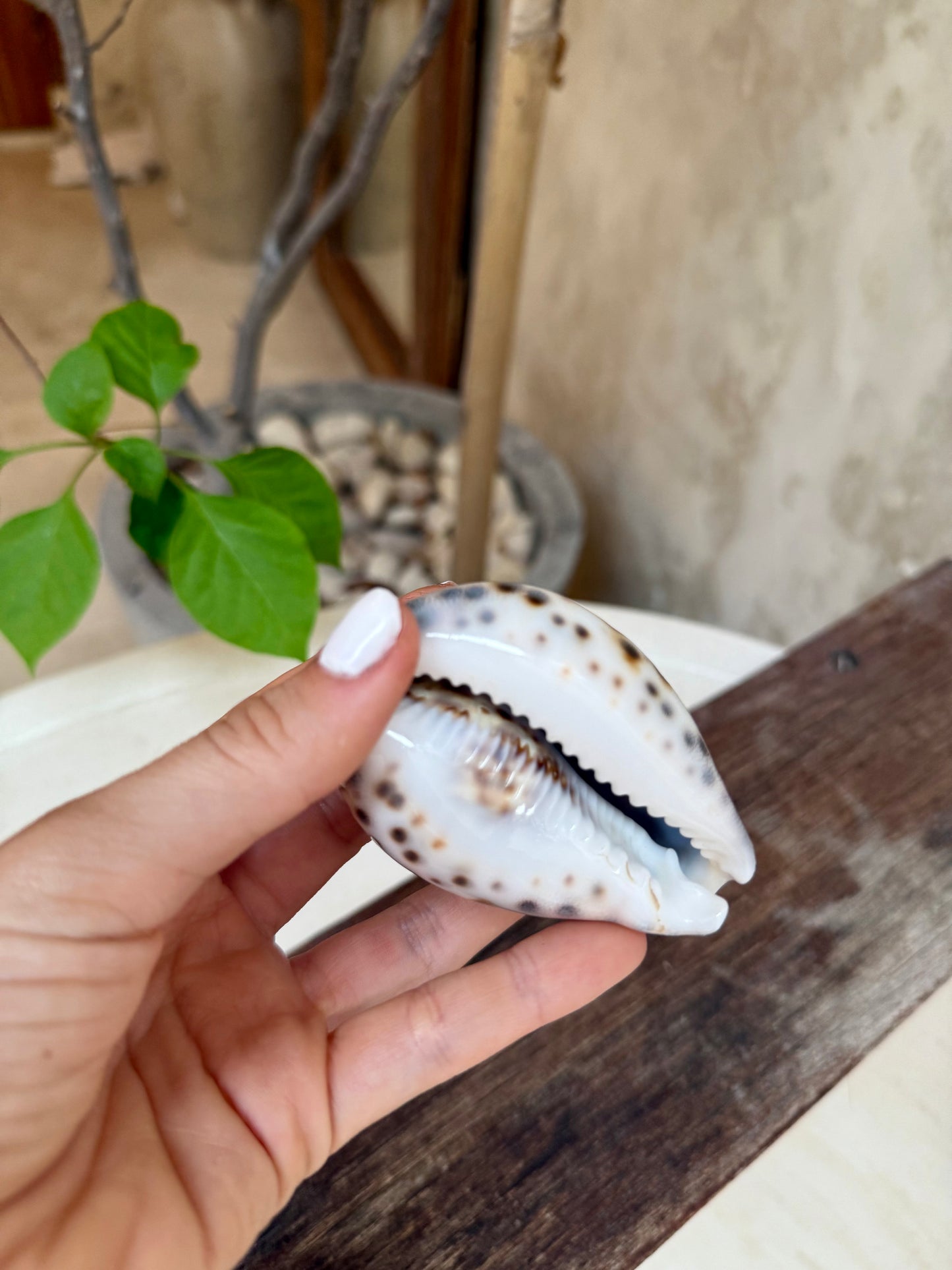 Coquillage Cypraea Tigris – coquillage naturel tacheté