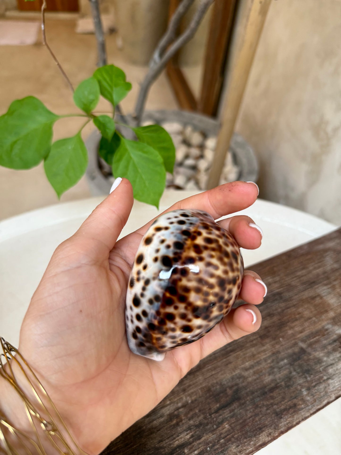 Coquillage Cypraea Tigris – coquillage naturel tacheté