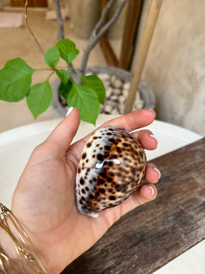 Coquillage Cypraea Tigris – coquillage naturel tacheté