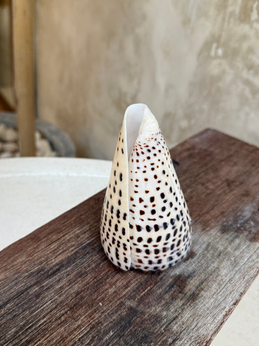 Coquillage Conus Leopardus – coquillage conique naturel tacheté