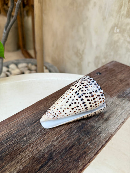 Coquillage Conus Leopardus – coquillage conique naturel tacheté