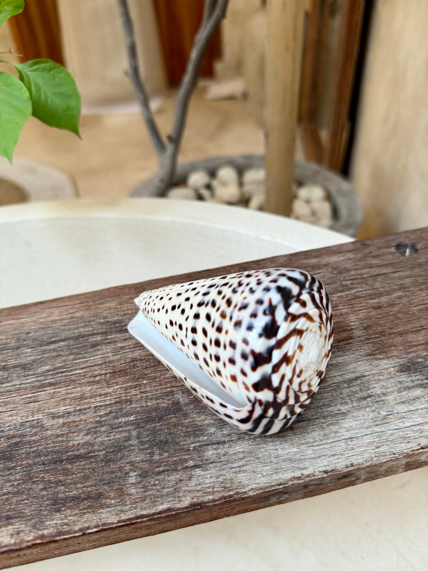 Coquillage Conus Leopardus – coquillage conique naturel tacheté
