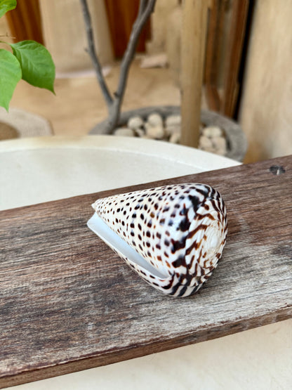 Coquillage Conus Leopardus – coquillage conique naturel tacheté