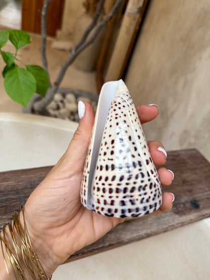 Coquillage Conus Leopardus – coquillage conique naturel tacheté