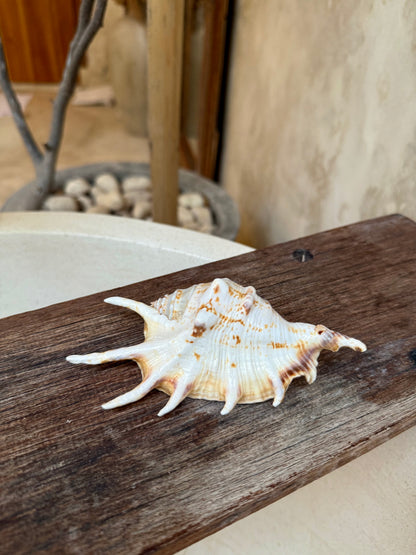 Coquillage Lambis Scorpius – coquillage naturel Kempang