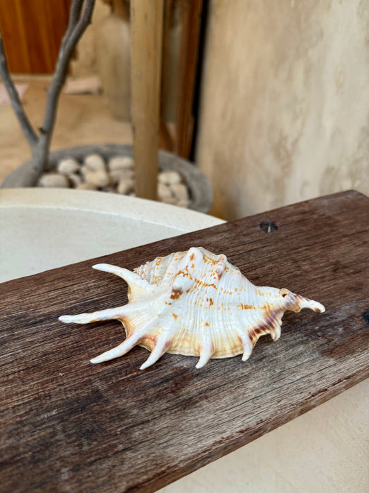 Coquillage Lambis Scorpius – coquillage naturel Kempang