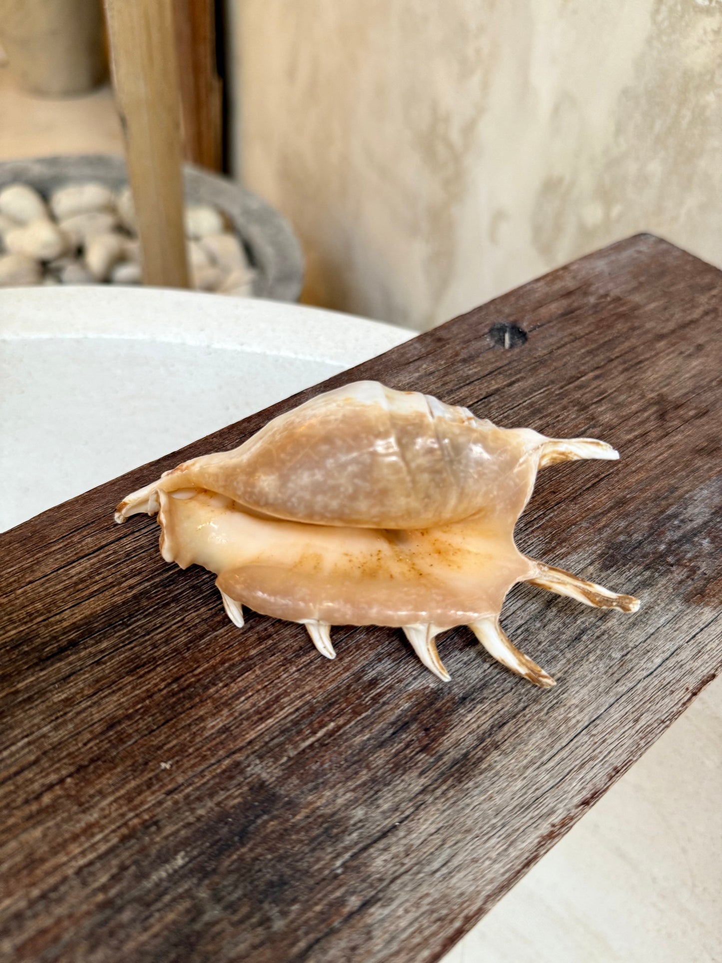 Coquillage Lambis Scorpius – coquillage naturel Kempang