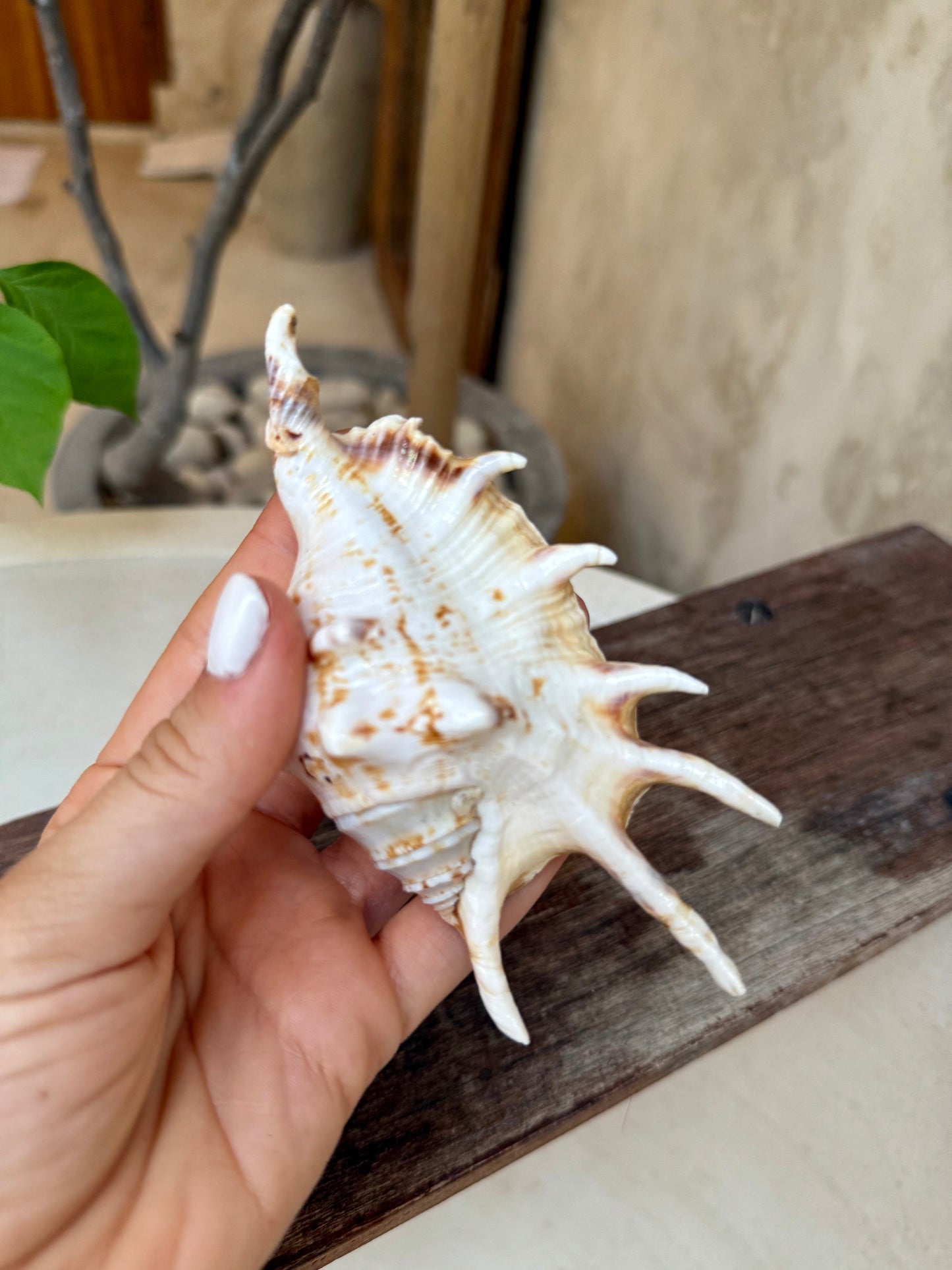 Coquillage Lambis Scorpius – coquillage naturel Kempang