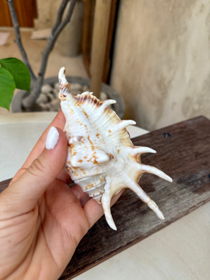 Coquillage Lambis Scorpius – coquillage naturel Kempang