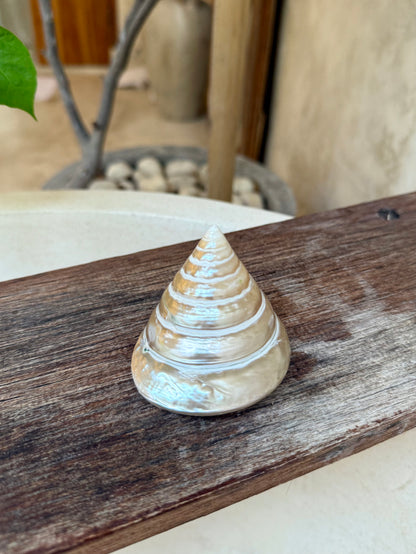 Coquillage Tumpeng Putih – coquillage naturel nacré