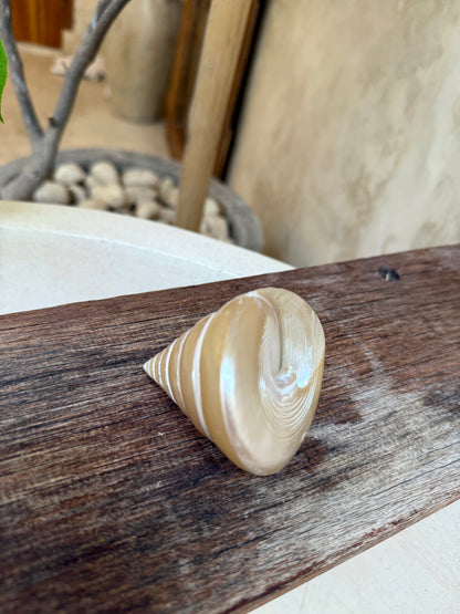 Coquillage Tumpeng Putih – coquillage naturel nacré