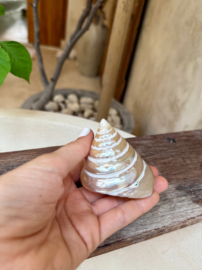 Coquillage Tumpeng Putih – coquillage naturel nacré