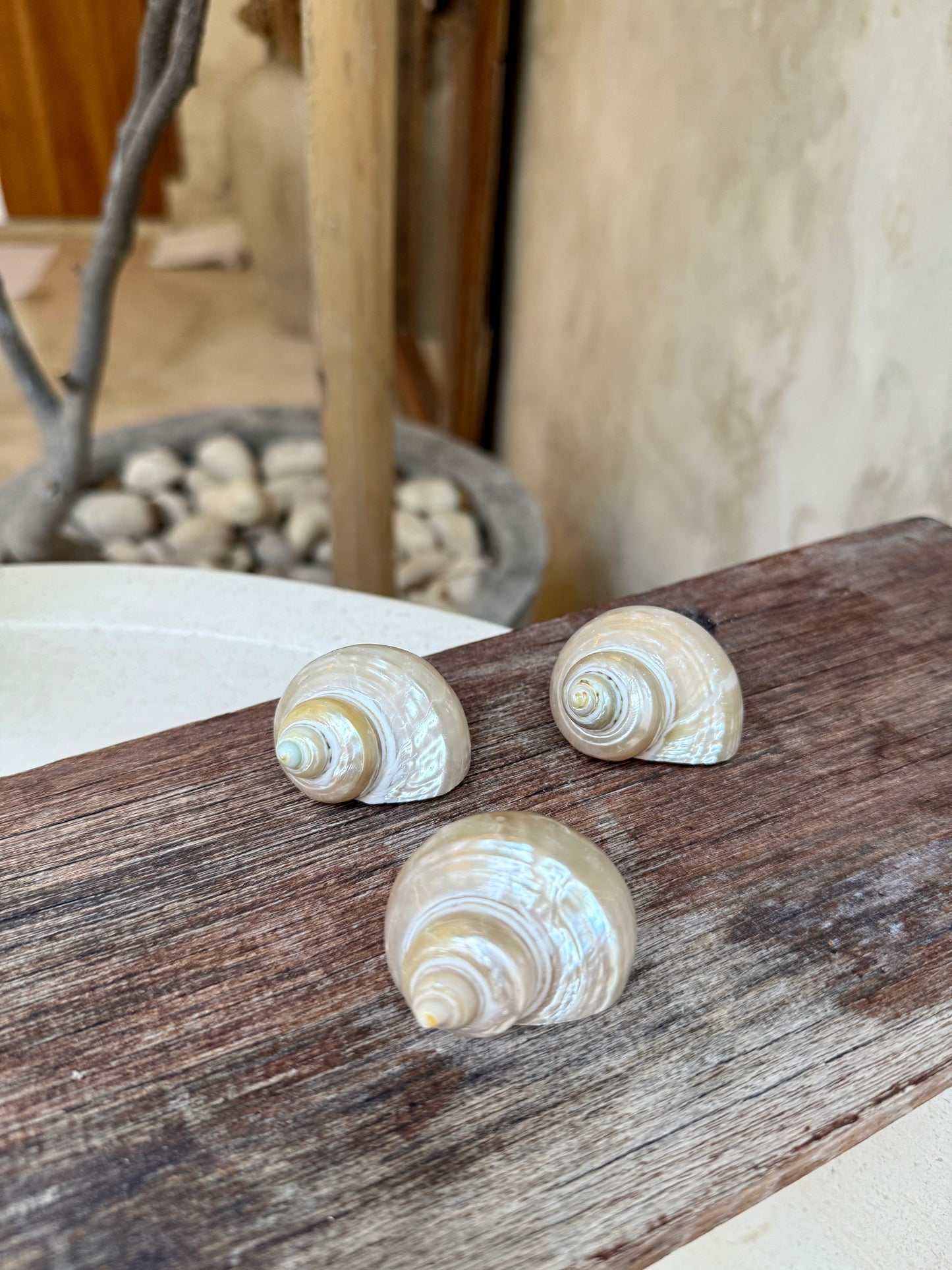 Coquillage Turbo blanc nacré – coquillage naturel Telempu Putih