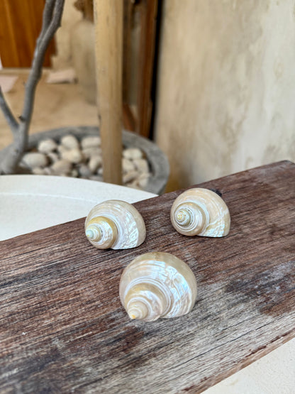 Coquillage Turbo blanc nacré – coquillage naturel Telempu Putih