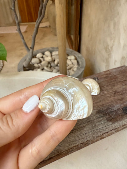 Coquillage Turbo blanc nacré – coquillage naturel Telempu Putih